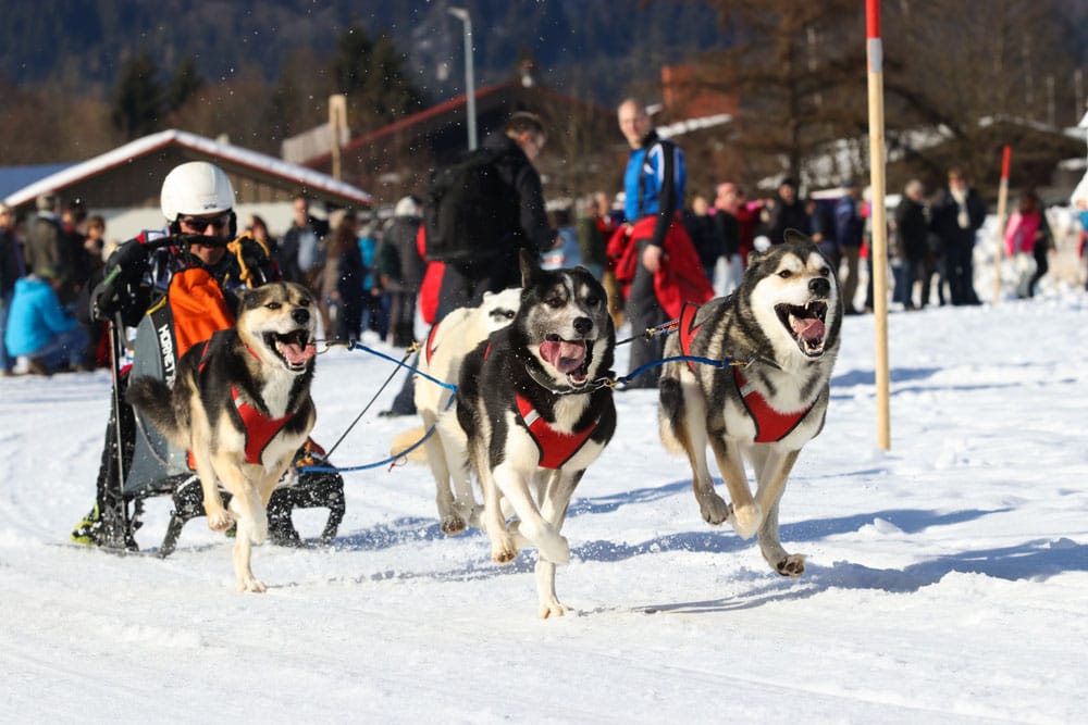 WSA Snow 2017 Inzell Samstag 2 68